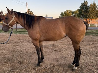 Beautiful Bay Dun ND1 broodmare