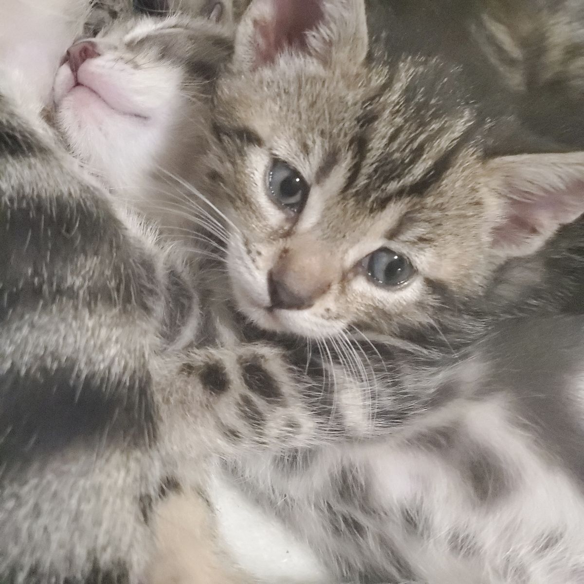 Beautiful Kittens
