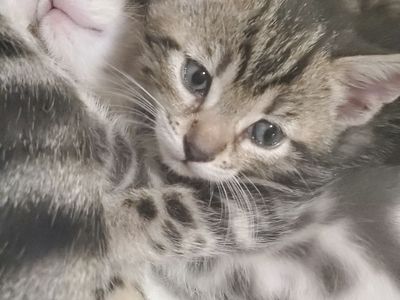 Beautiful Kittens