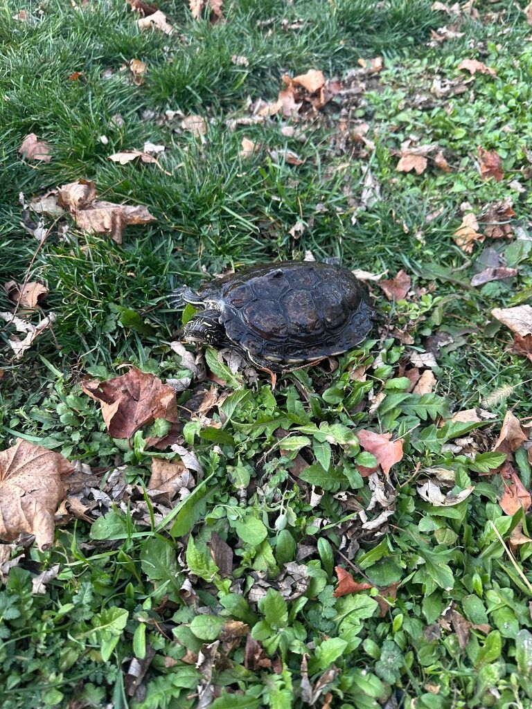 Lou the Red Eared Slider Turtle