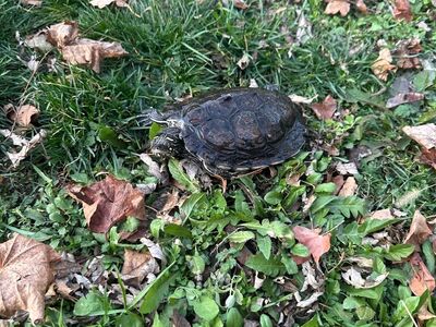 Lou the Red Eared Slider Turtle