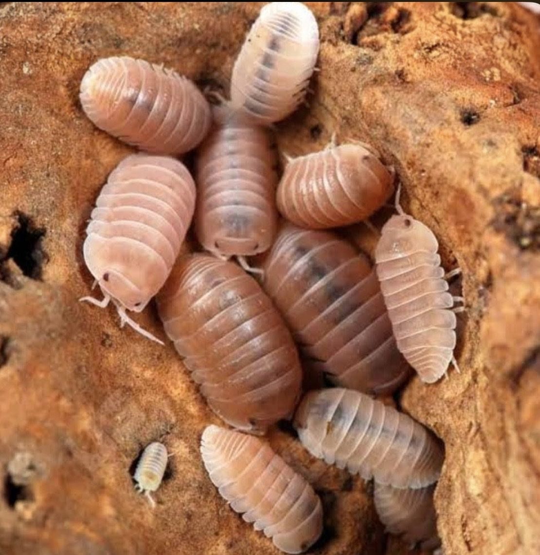 Papaya Isopod Colony