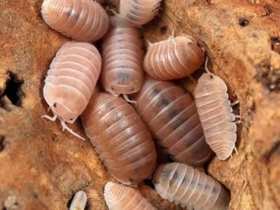 Papaya Isopod Colony
