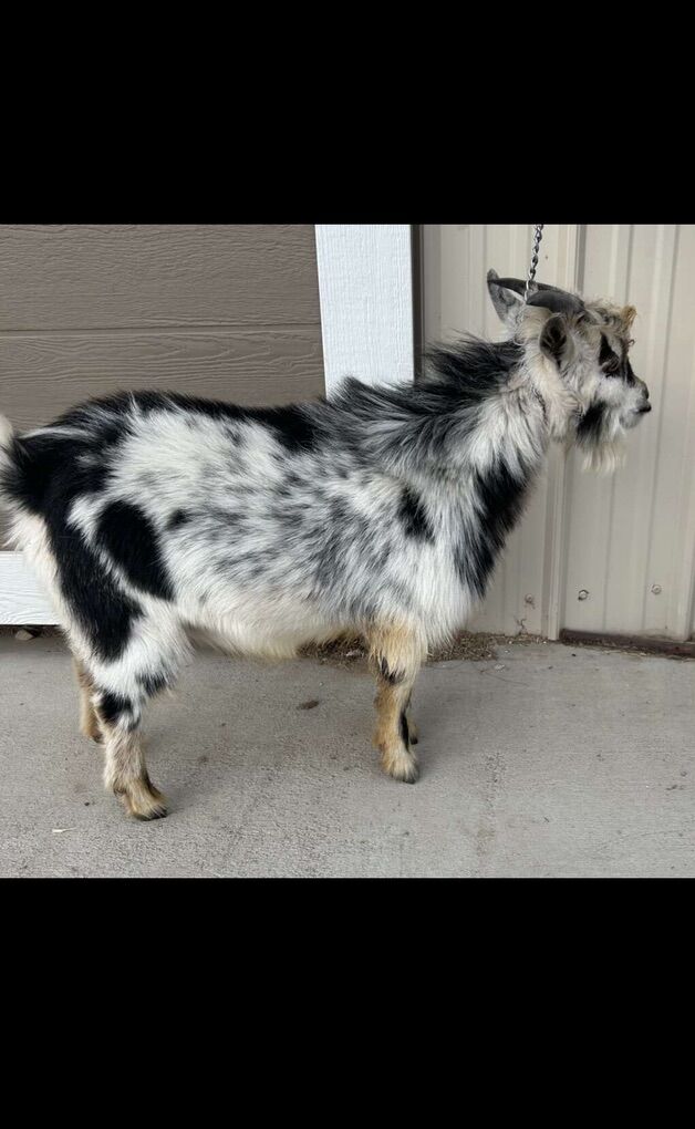 Stud Nigerian Dwarf Goat
