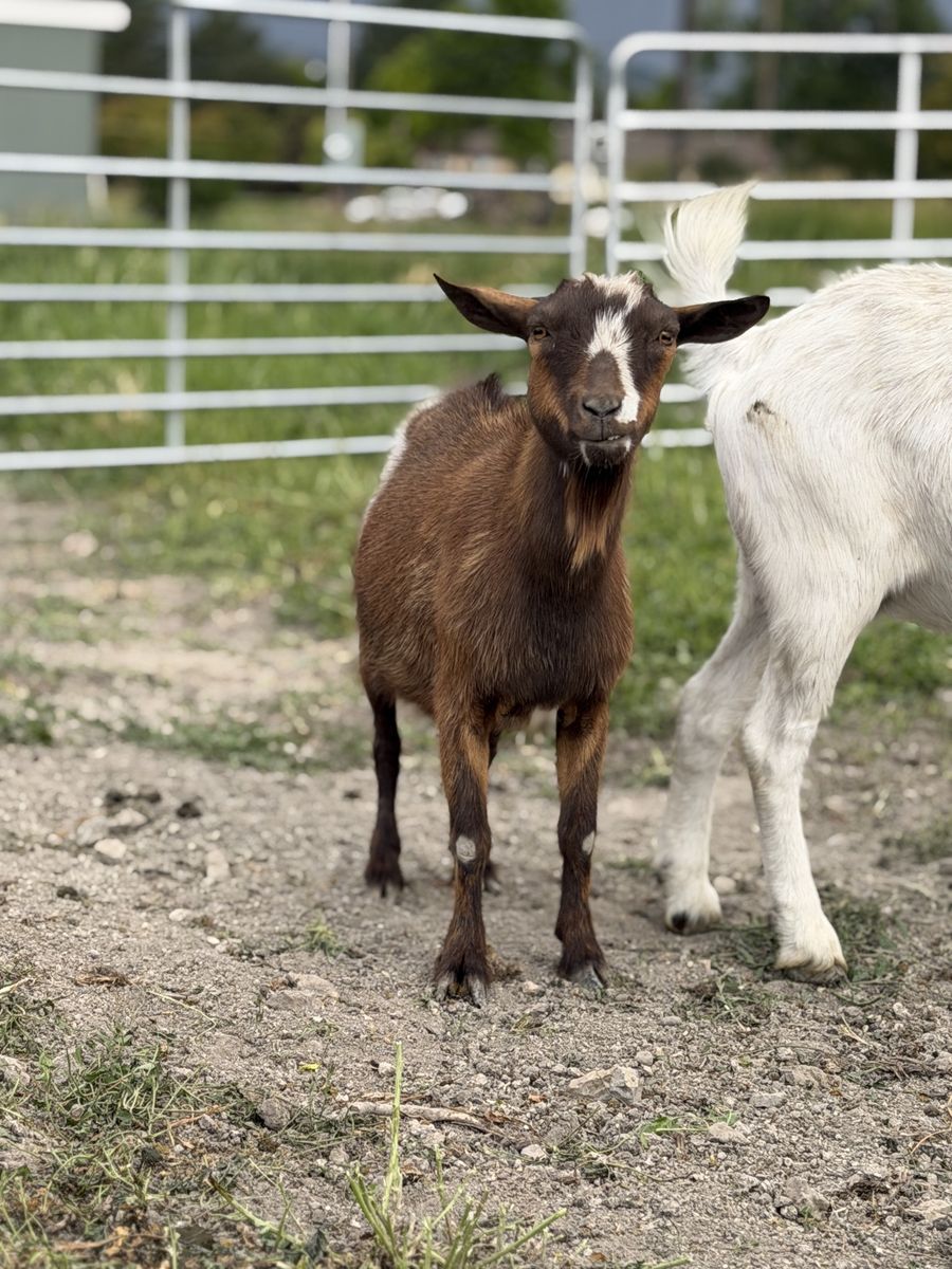 Nigerian Dwarf Nanny’s
