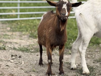Nigerian Dwarf Nanny’s