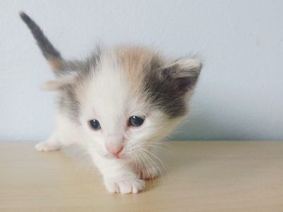 Six adorable five-week-old kittens!