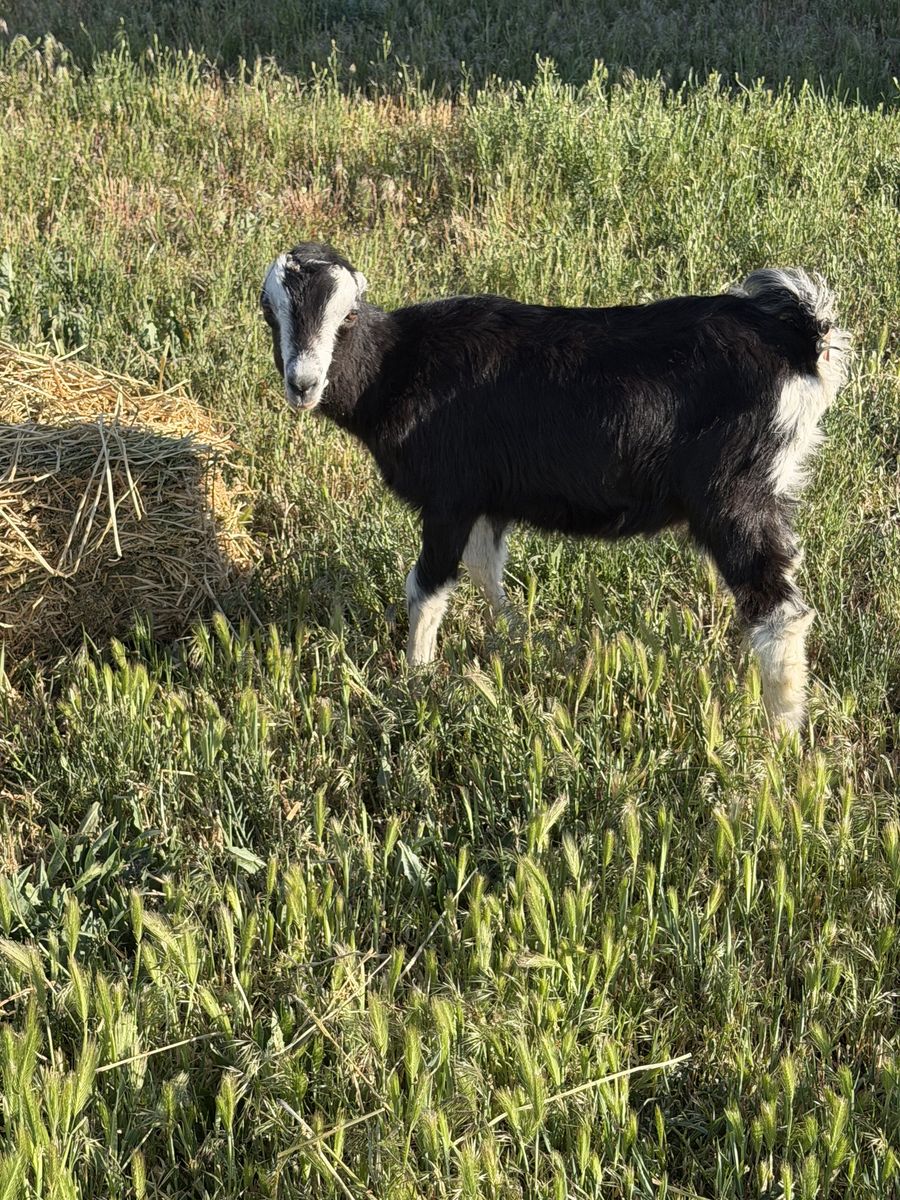 La Macha weather goat