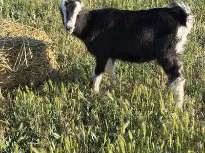 La Macha weather goat