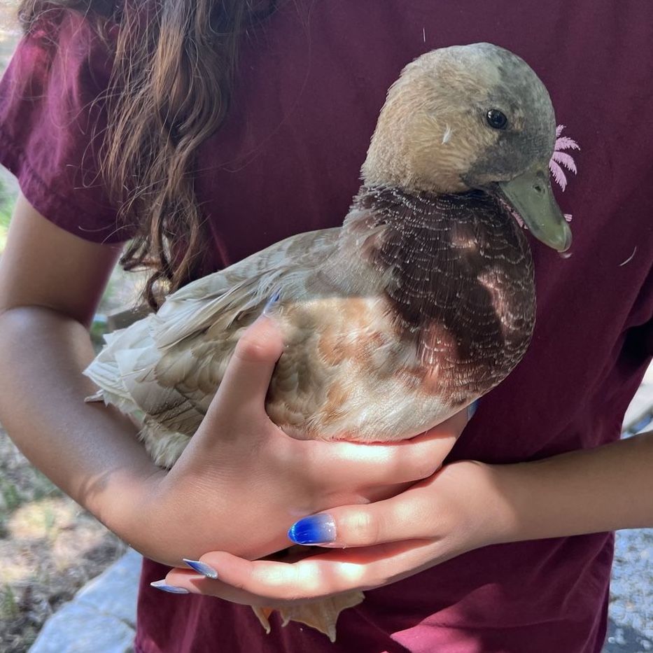 Call Duck Drake Pet Domestic Duck