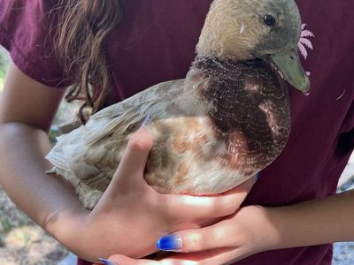 Call Duck Drake Pet Domestic Duck