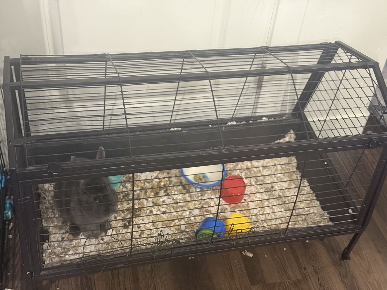 Male 2 years old