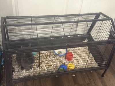 Male 2 years old