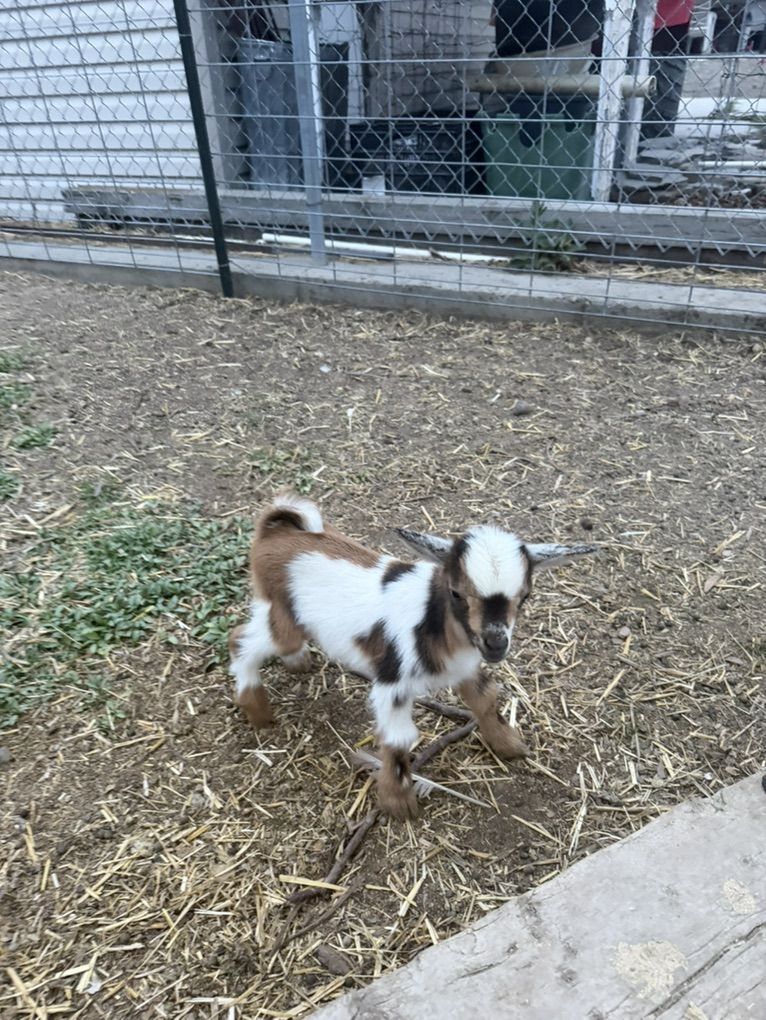 Nigerian Dwarf Bucklings