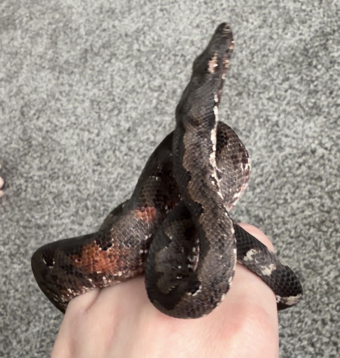 Juvenile female Soloman Island Ground Boa