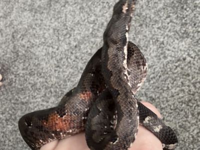 Juvenile female Soloman Island Ground Boa