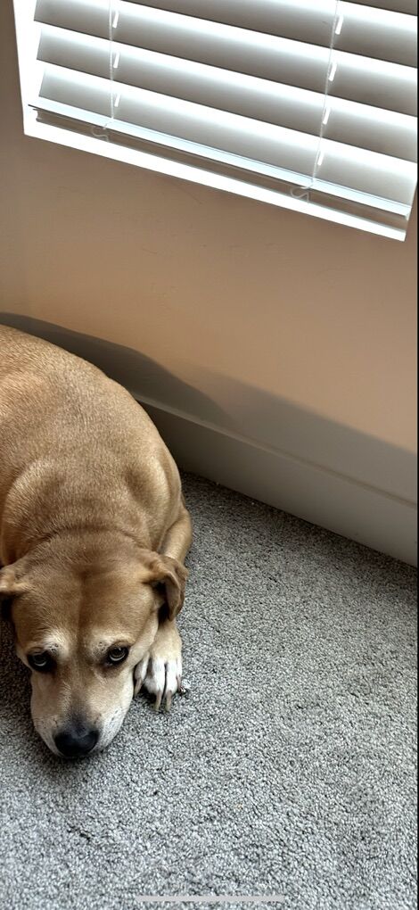 Dog Needing a Loving, Calm Home