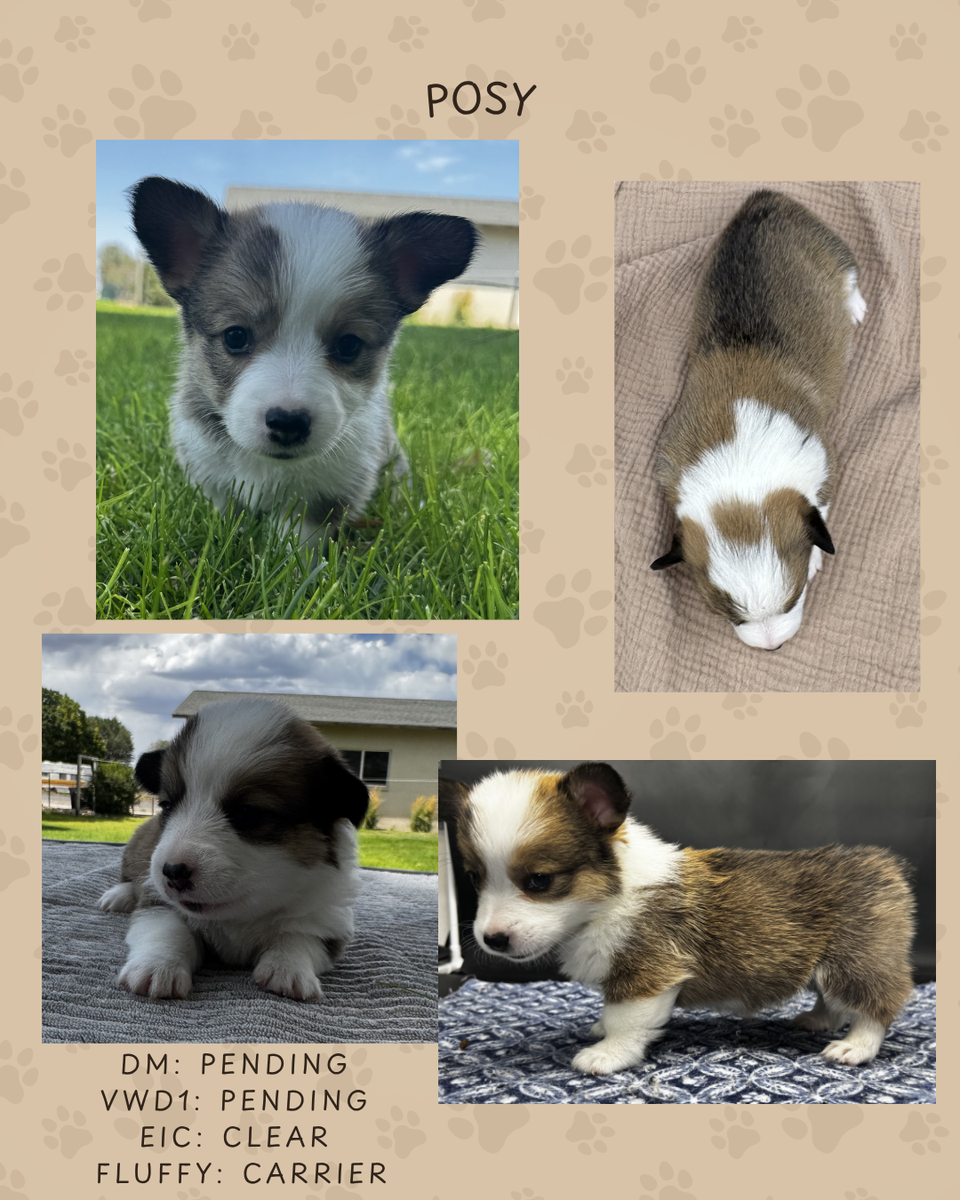 AKC Pembroke Welsh Corgis