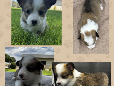 AKC Pembroke Welsh Corgis