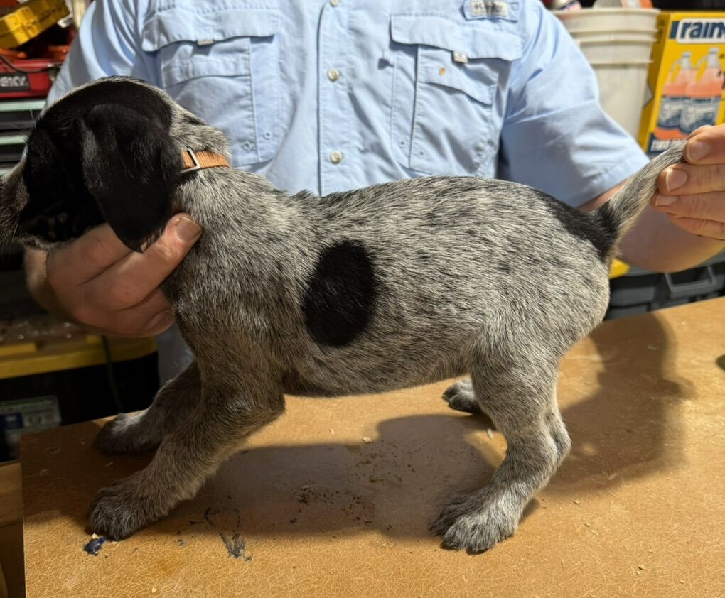 German Wirehair Pups - 2 Males Still Available