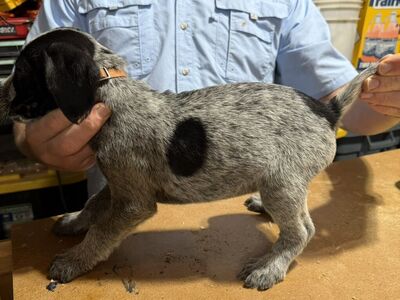 German Wirehair Pups - 2 Males Still Available