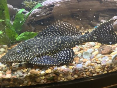 Spotted Pleco Fish, Live Freshwater Aquarium Fish, Algae Eater 9” long