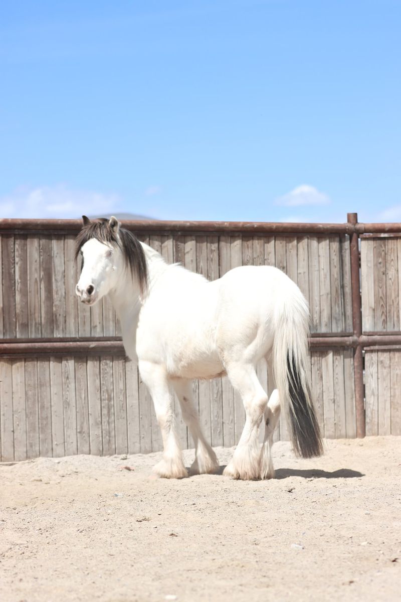 Gypsy pony cross gelding