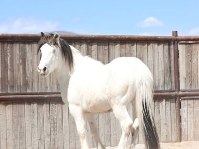 Gypsy pony cross gelding