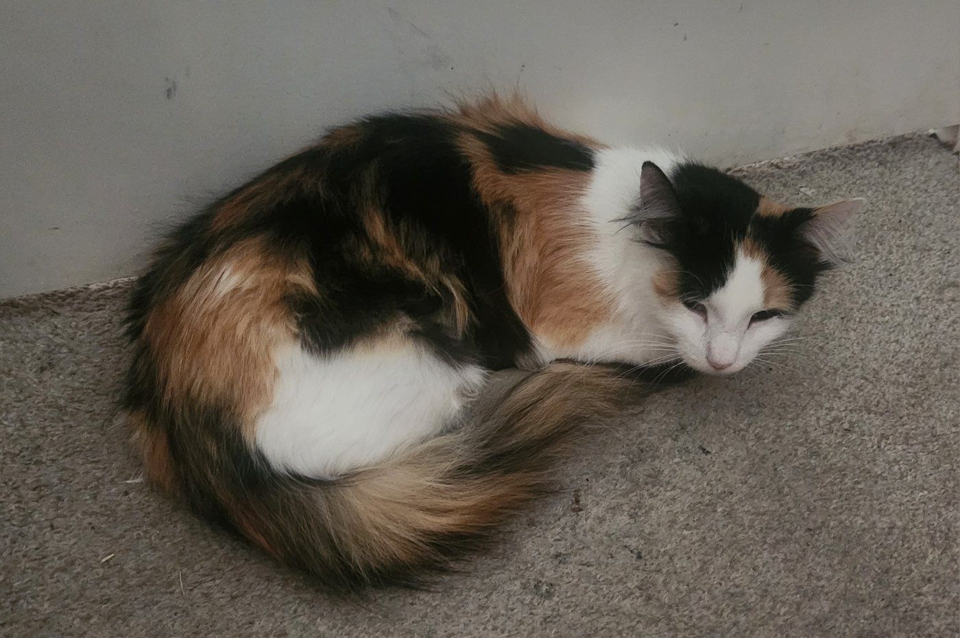 Adrienne: Tiny Paws Rescue Cat