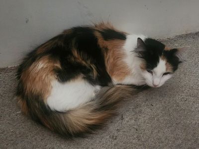 Adrienne: Tiny Paws Rescue Cat