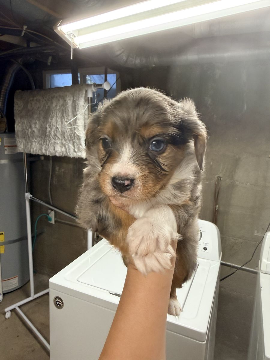 Mini Aussie/ cavalier King Charles mix 