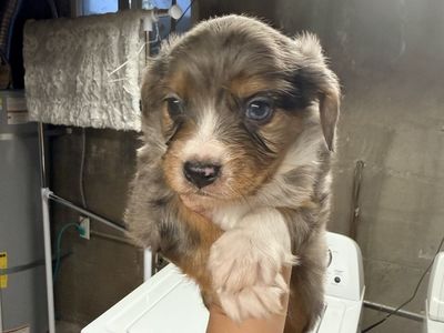 Mini Aussie/ cavalier King Charles mix