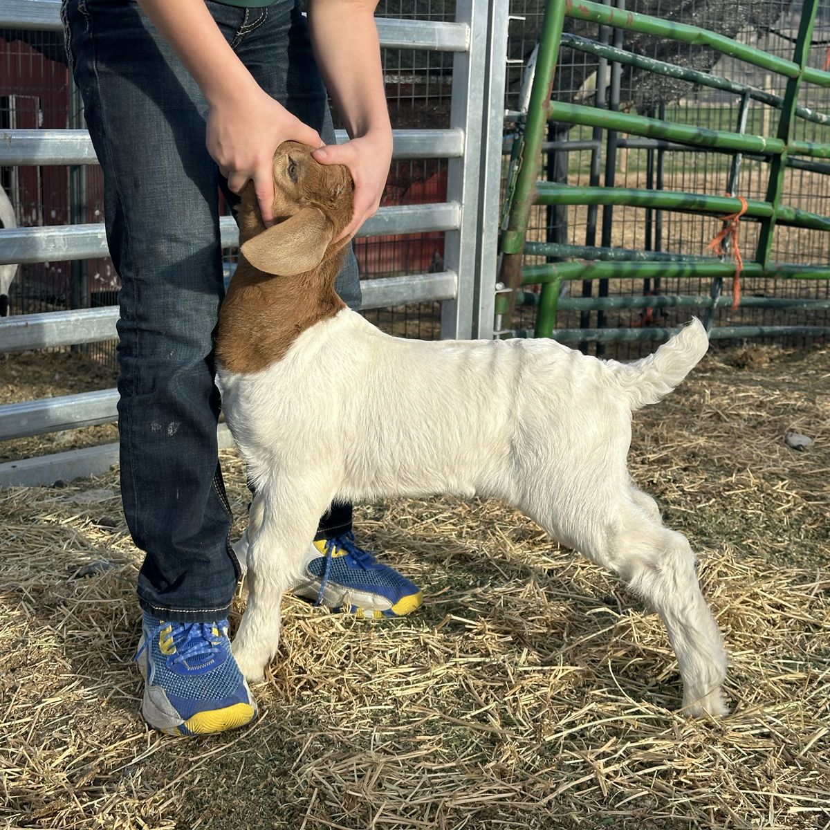 ABGA Boer Goat Kids 4h FFA Or Pets