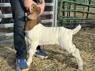 ABGA Boer Goat Kids 4h FFA Or Pets