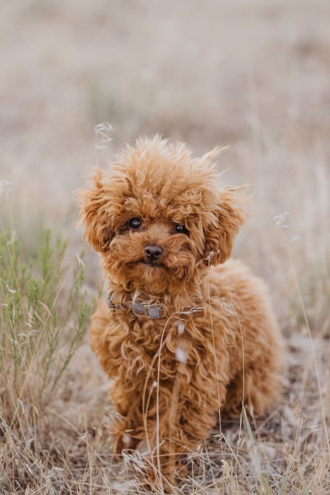 Tiny Toy Poodle Stud - 3 Lbs