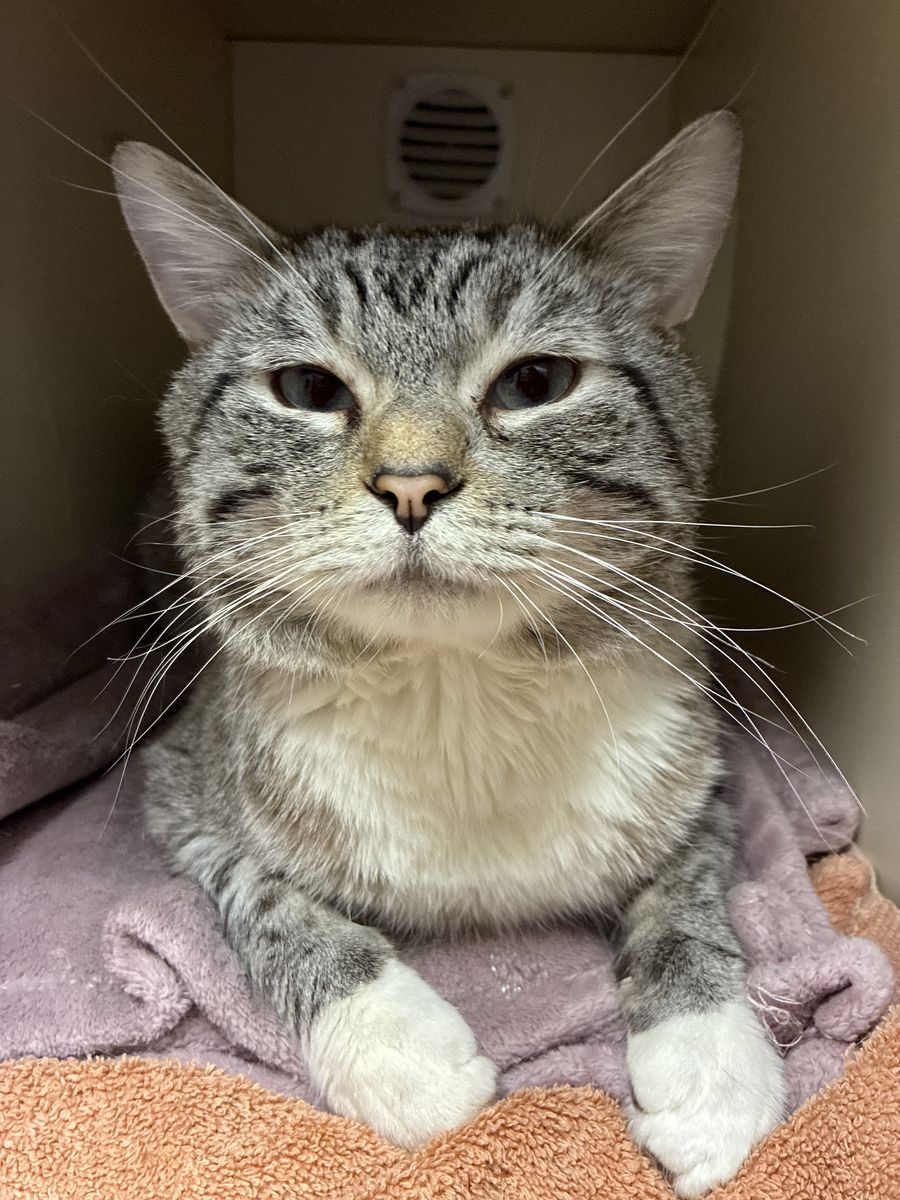 A161556 Dexter is Available for Adoption!