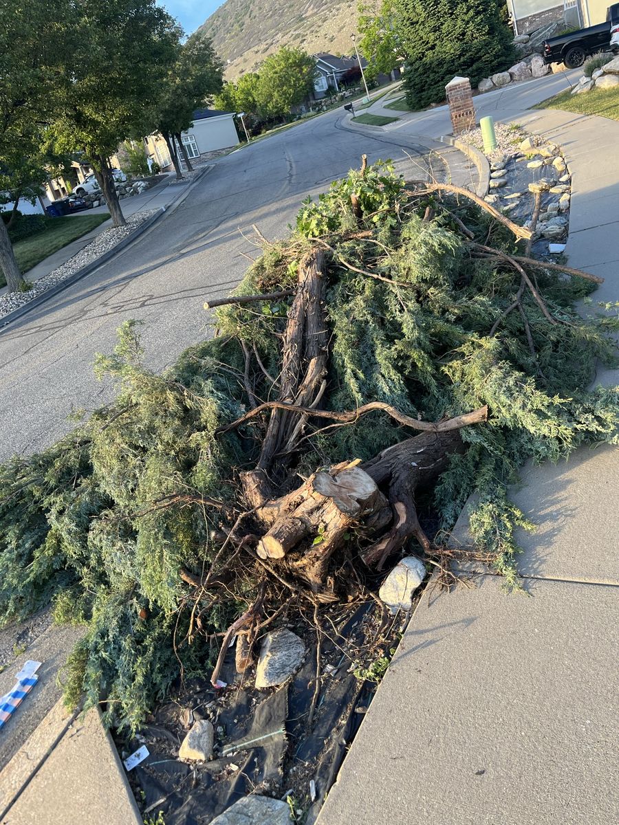 Tree trimmings haul away
