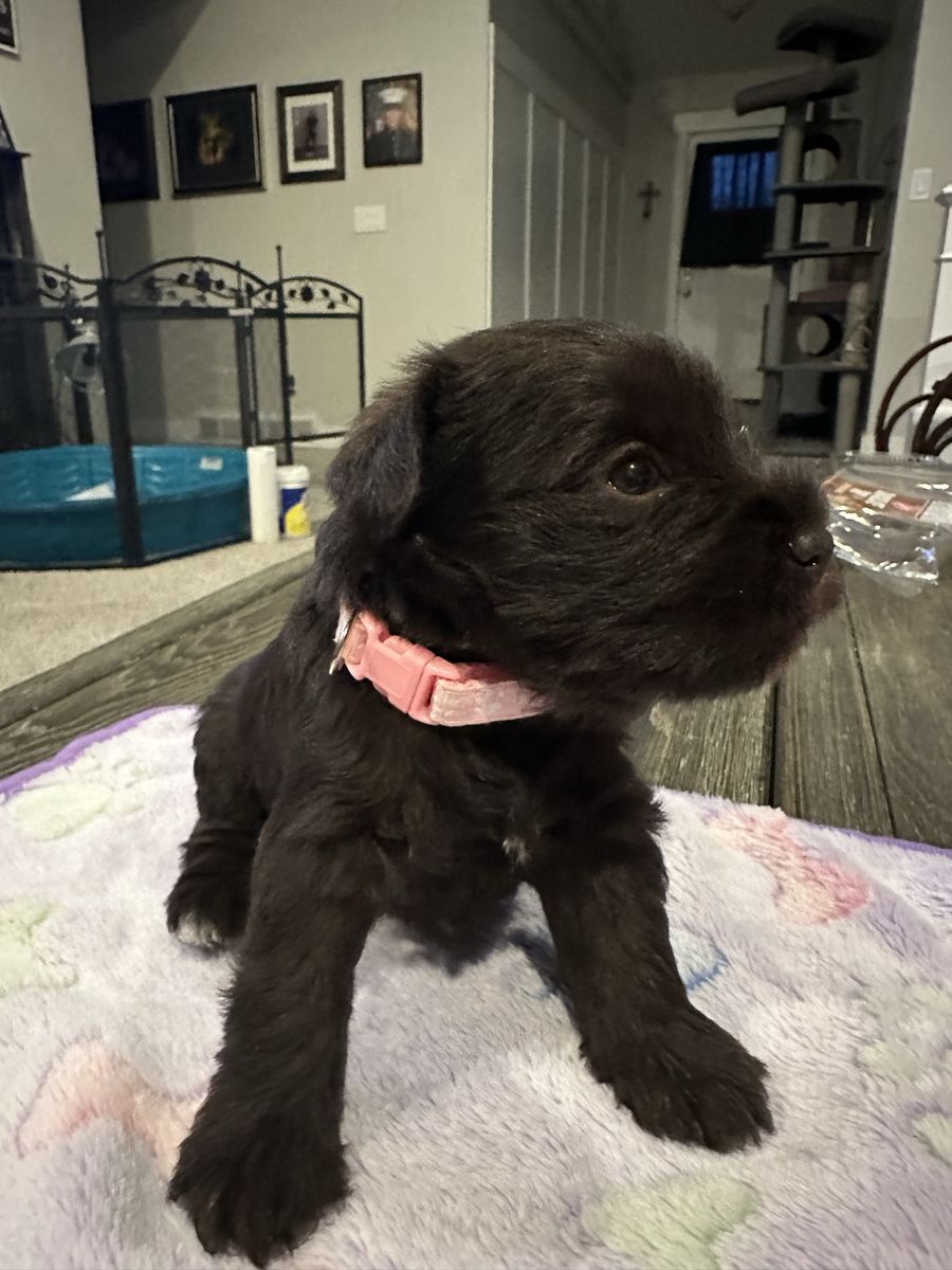 Miniature Schnauzers