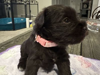 Miniature Schnauzers