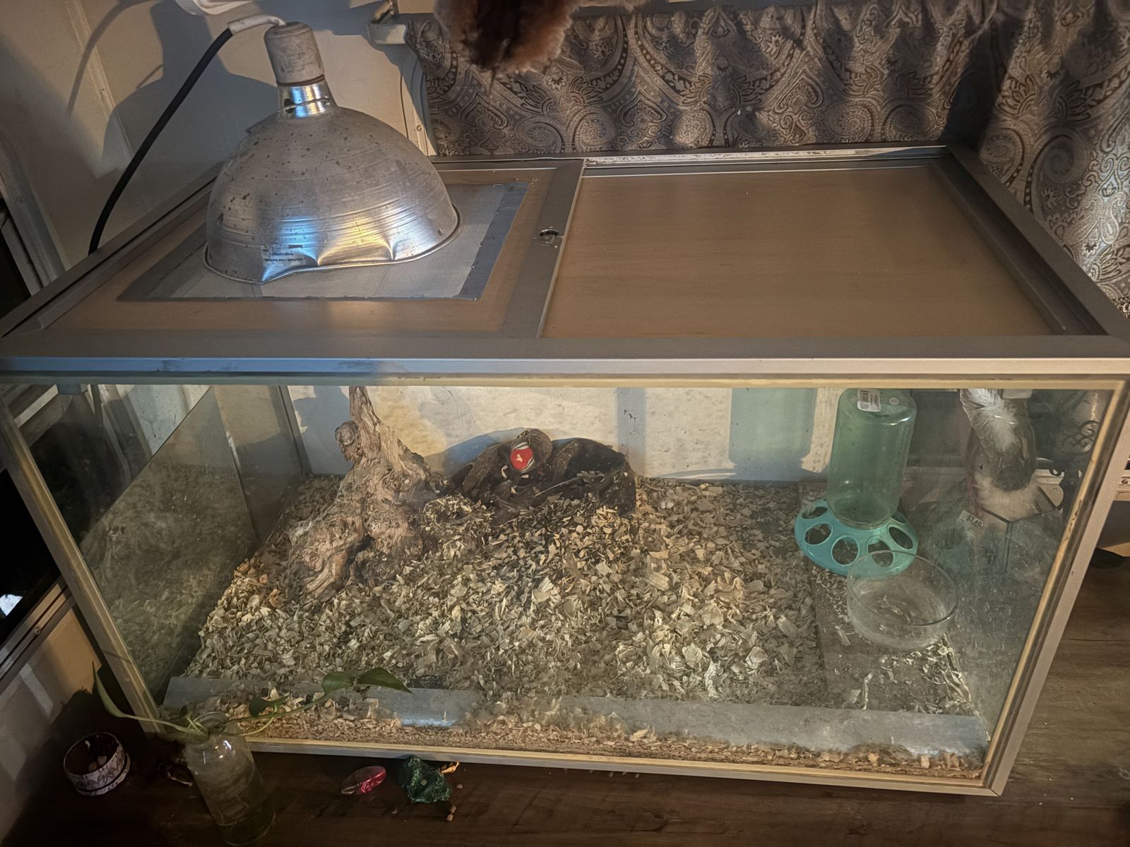 Glass brooder box/terrarium.