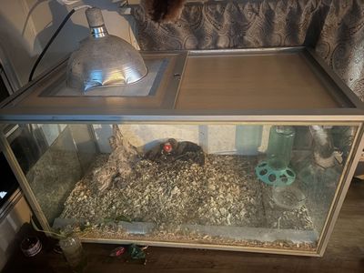Glass brooder box/terrarium.