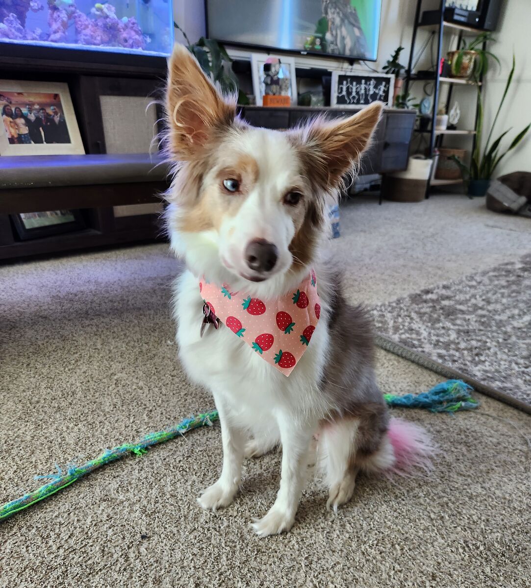 Pixel the Border Collie mix