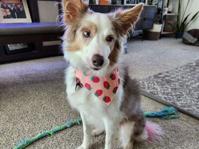 Pixel the Border Collie mix