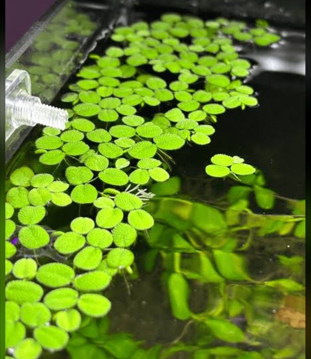 Slavinia Minina / Ducky Weed