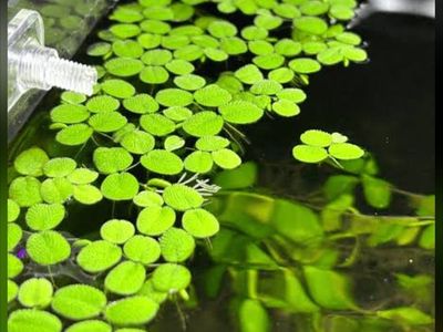 Slavinia Minina / Ducky Weed