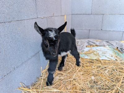 Nigerian dwarf bottle babies