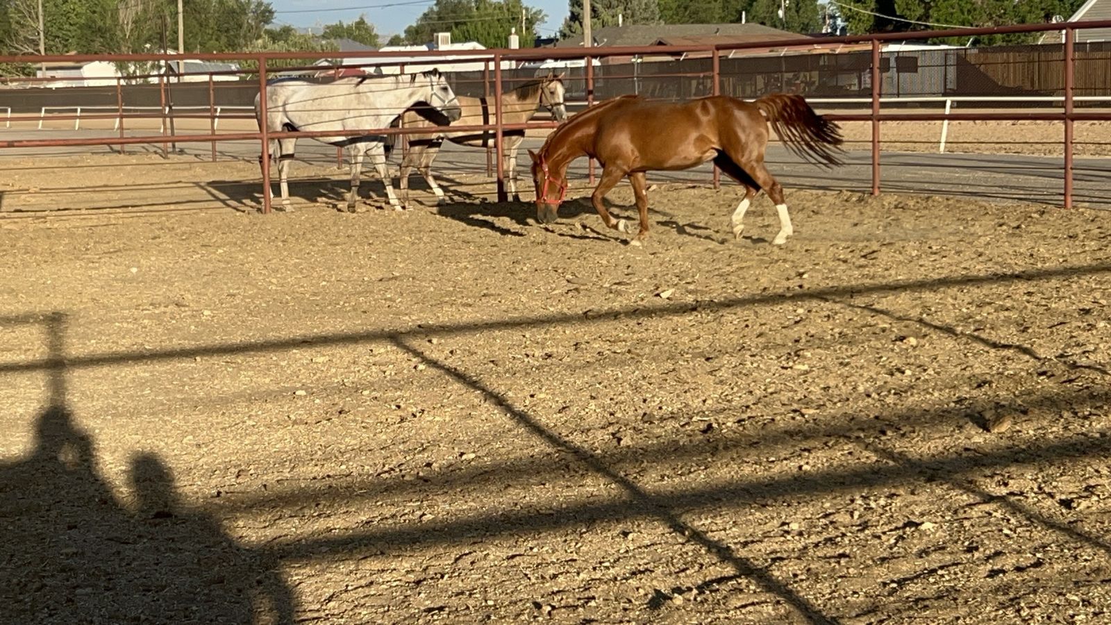 5 year old mare