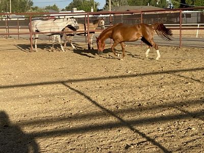 5 year old mare