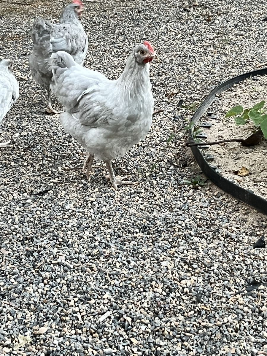 FREE Cockerels: 2 Lavender Orpington, 1 Swedish Flower, 1 Silkie - Well-cared-for Young Birds