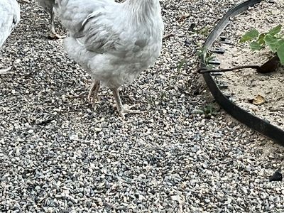 FREE Cockerels: 2 Lavender Orpington, 1 Swedish Flower, 1 Silkie - Well-cared-for Young Birds